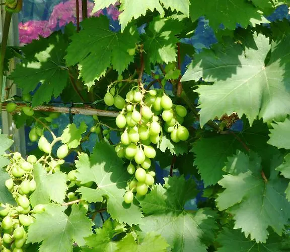 Chez Louise Naaldwijk